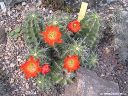 Echinocereus triglochidiatus    